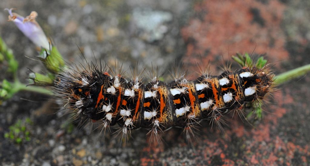 bruco di ... Acronicta rumicis (Noctuidae)